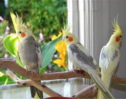 Cockatiel