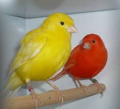 canary
