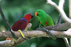 Electus parrot