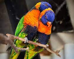 lorikeet